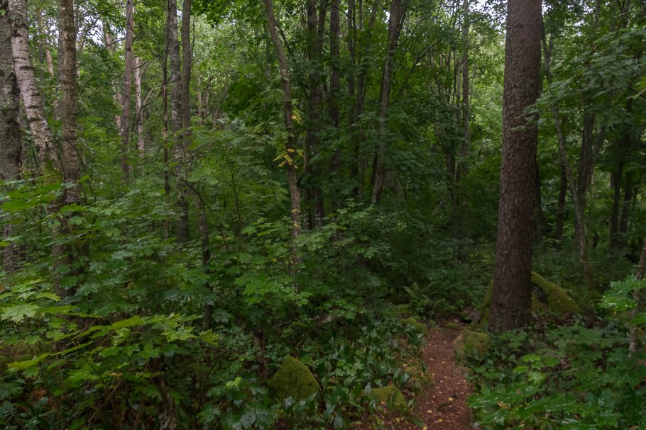 Подлесок кустарниковый ярус