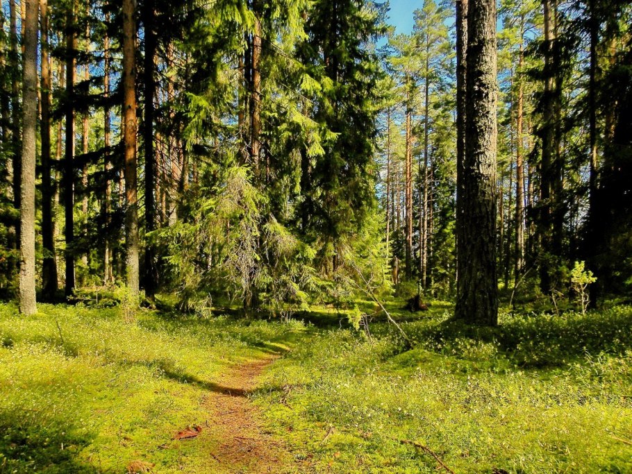 Сосновый бор и еловый