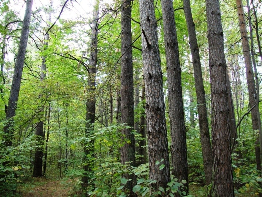 Подлесок кустарниковый ярус