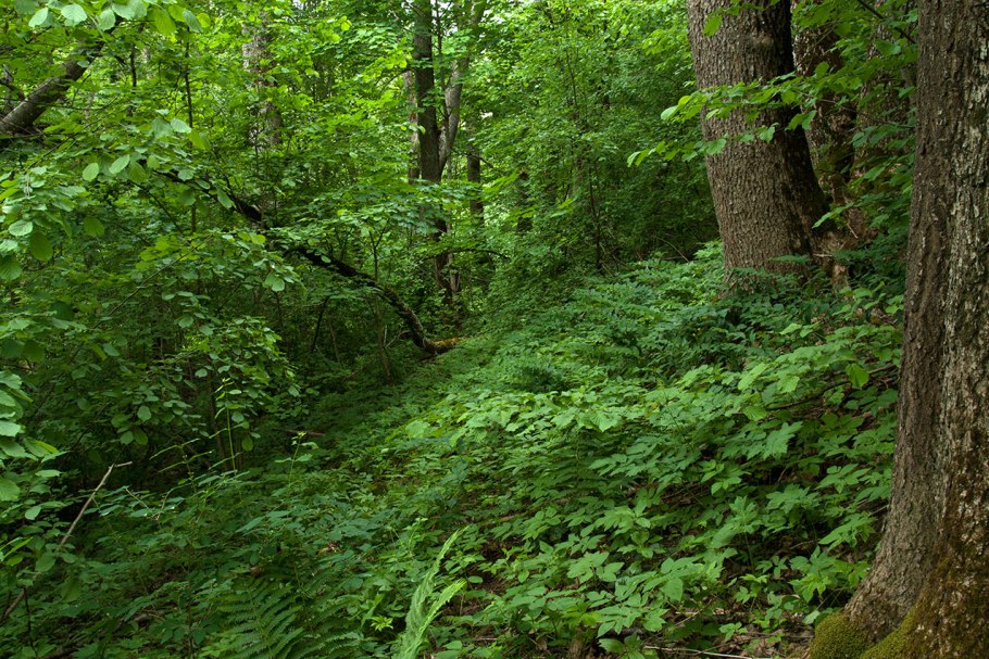 Подлесок тайги