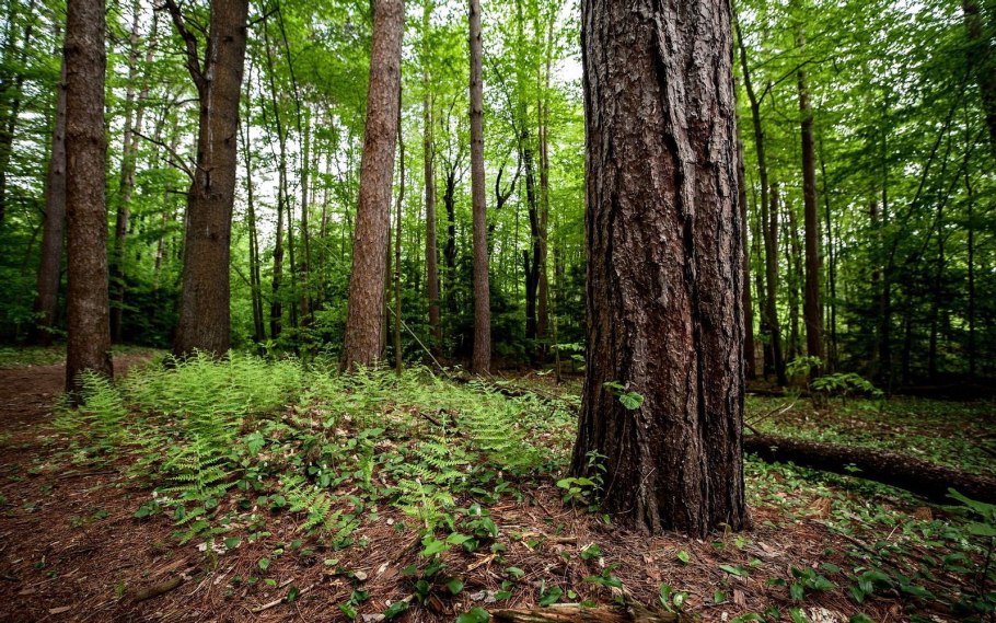Дерево в лесу