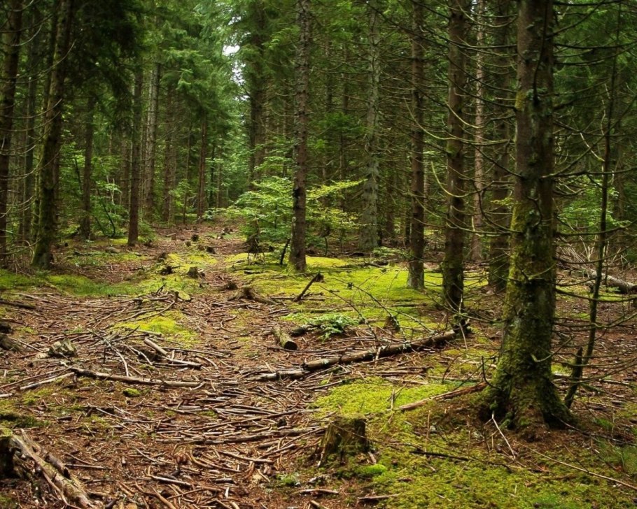 Широколиственный лес Флора