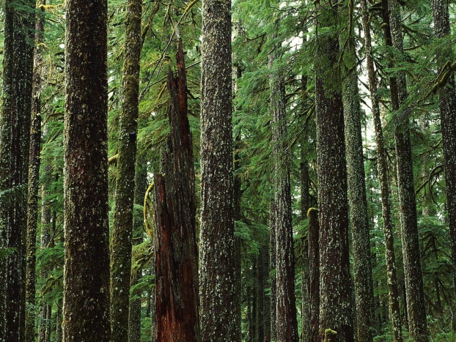 Тайга (хвойные леса) сыктывкар