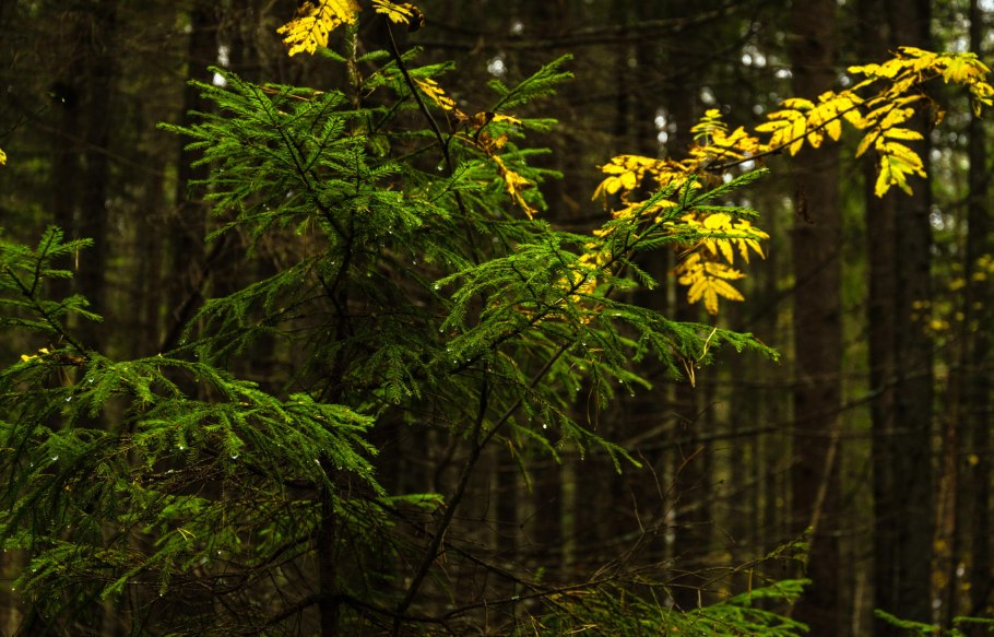 Широколиственные лес