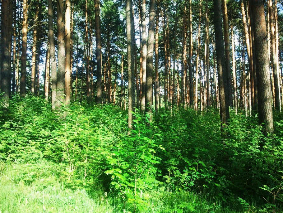 Елово Пихтовый лес