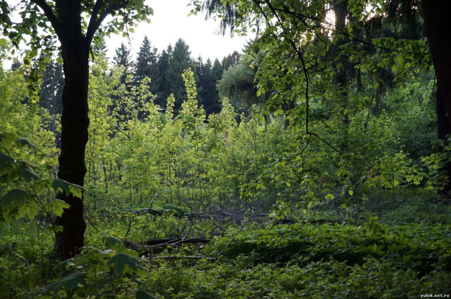 Сосняк брусничник