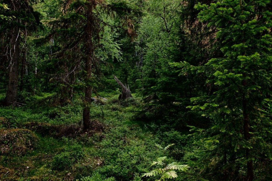 Подлесок смешанного леса