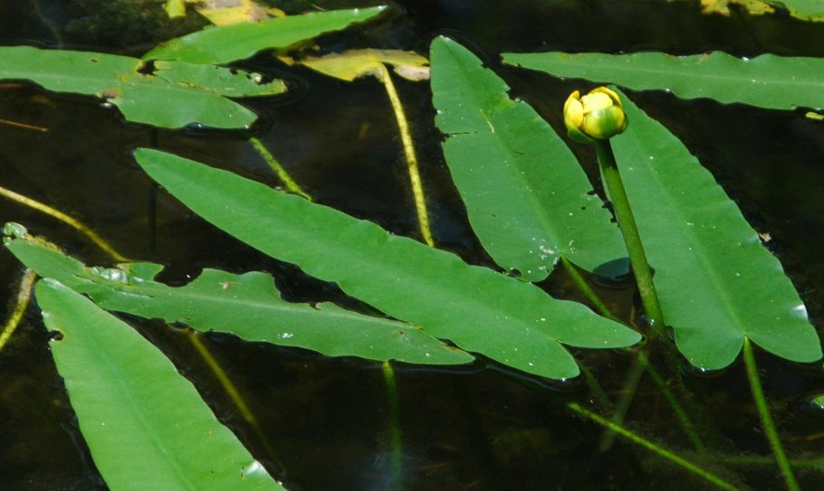 Кубышка японская