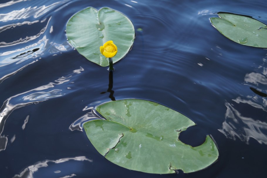 Кубышка под водой