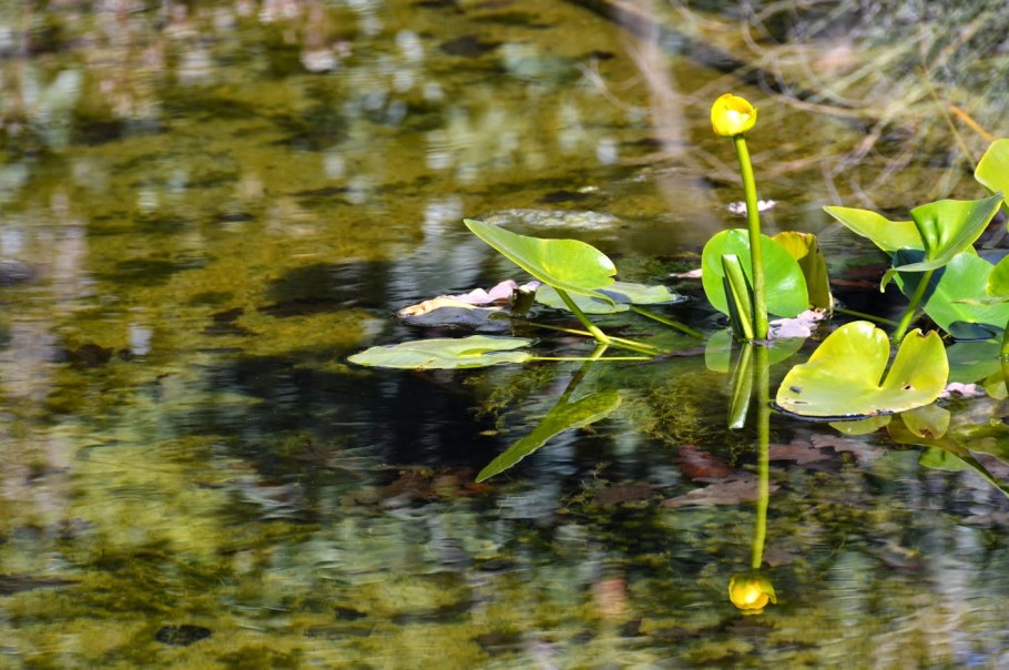 Кубышка желтая (Nuphar lutea)