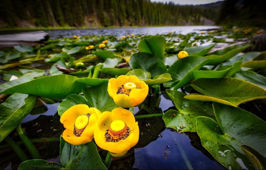 Кубышка желтая (Nuphar lutea)