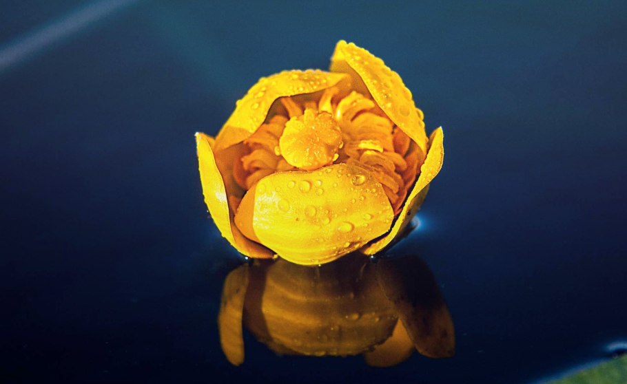Кубышка желтая (nuphar lutea)
