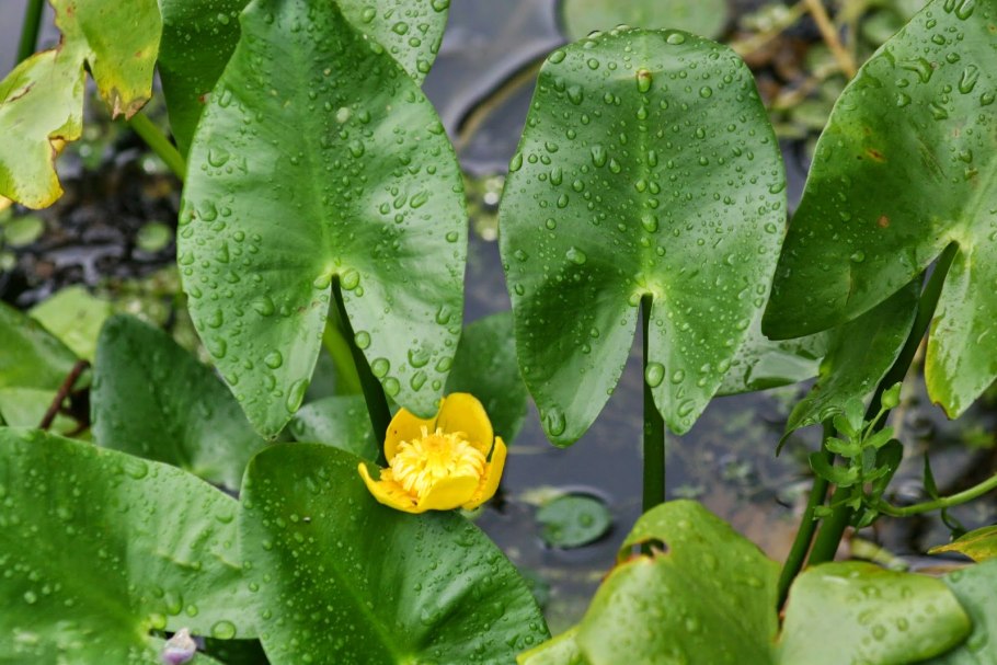 Кубышка японская Nuphar japonica