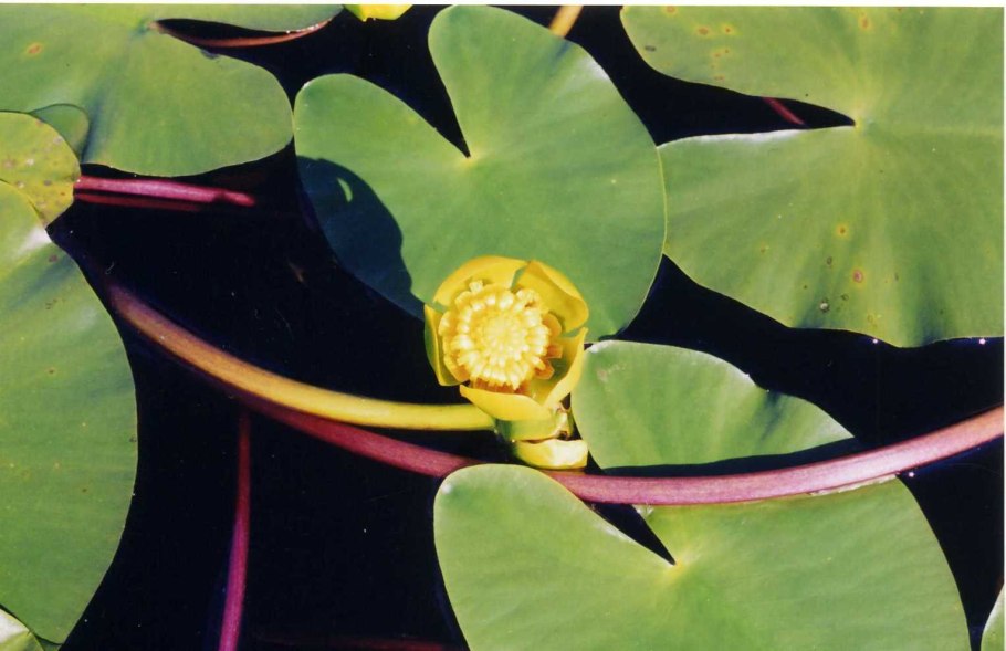 Кубышка кувшинка стрелолист