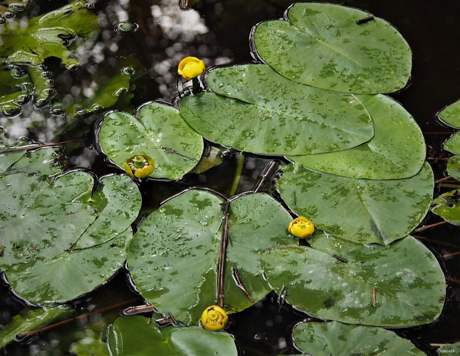Кувшинка кубышка