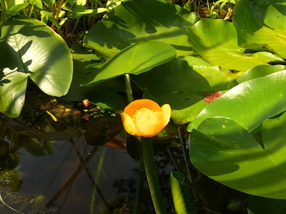 Кувшинка кубышка