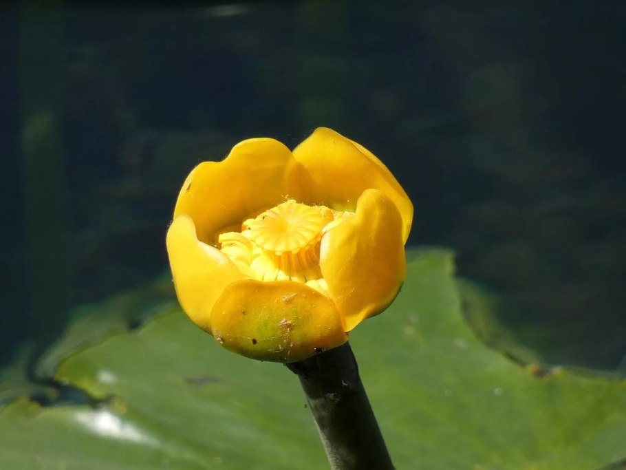 Кубышка малая