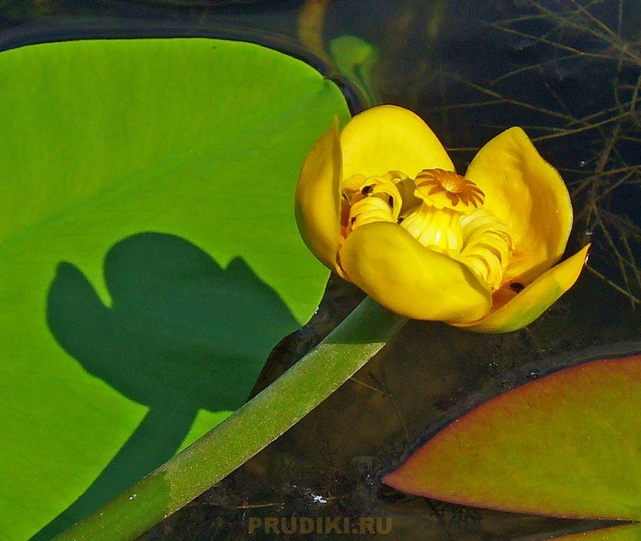 Кувшинка желтая кубышка