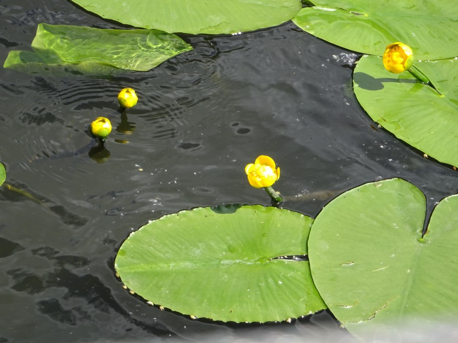 Кувшинка кубышка