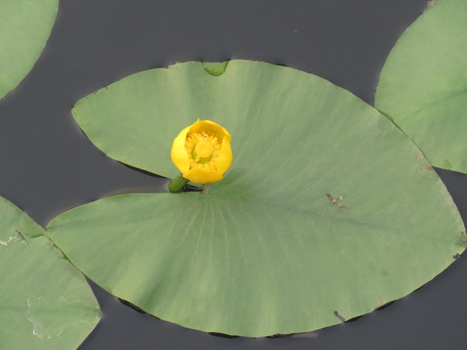 Кубышка это гидрофит