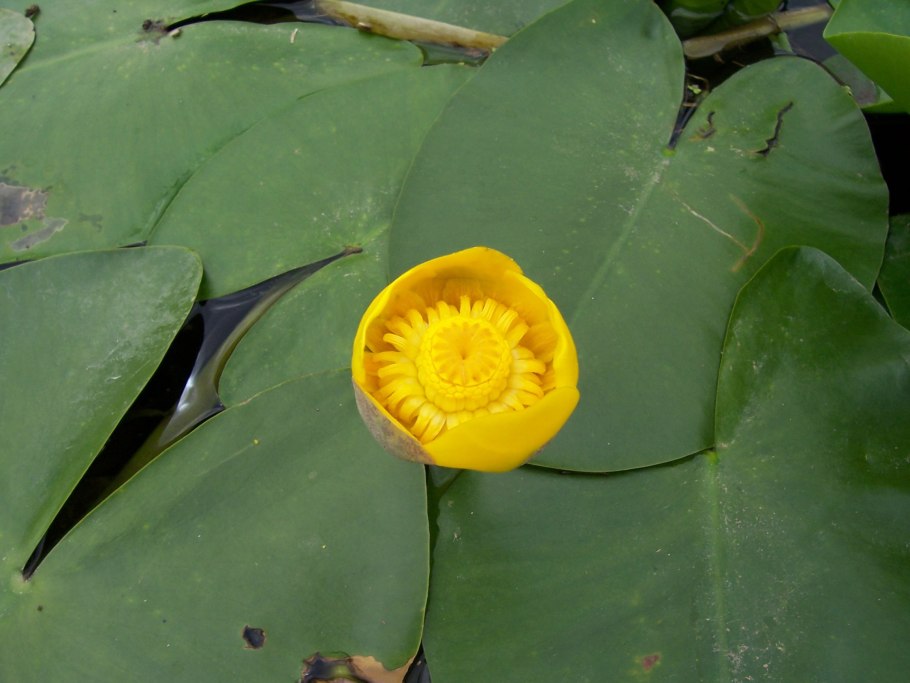 Кубышка желтая (nuphar lutea)