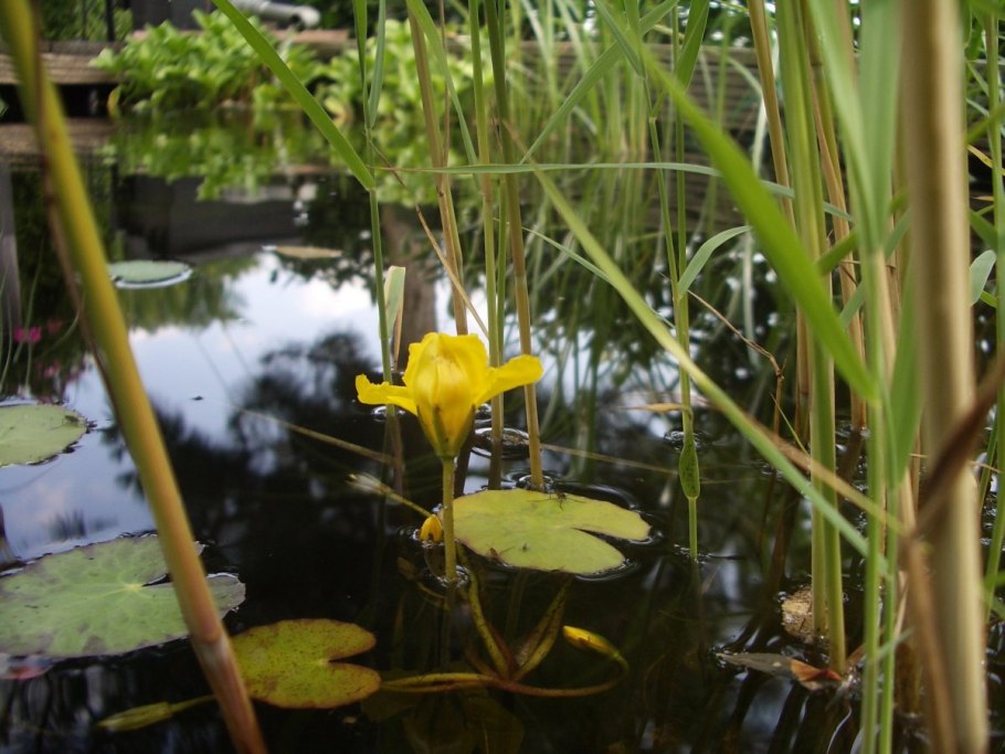 Nuphar pumila