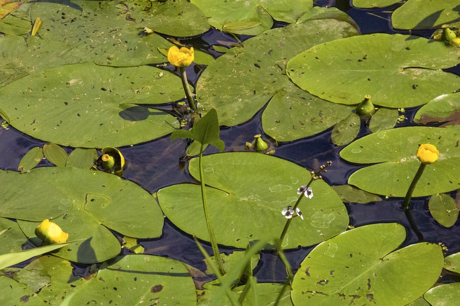 Кубышка рогоз стрелолист