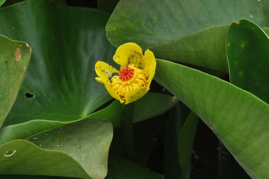 Nuphar pumila