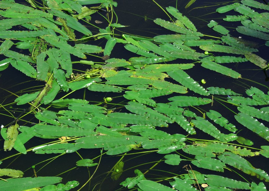 Кубышка стрелолистная аквариумное растение