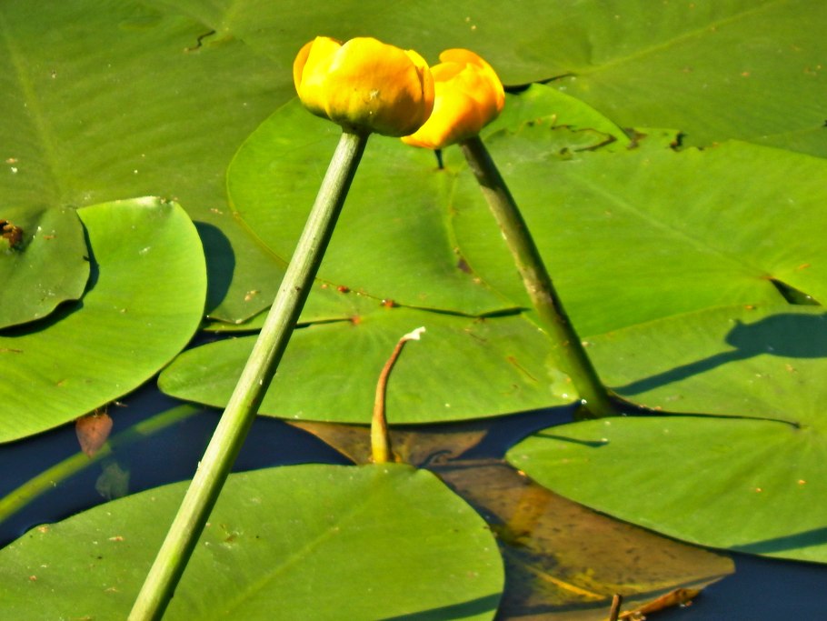 Кубышка желтая (Nuphar lutea)