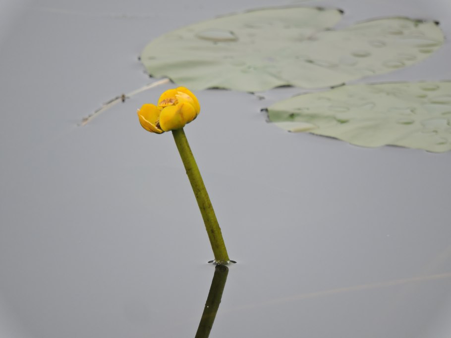 Кубышка Росток