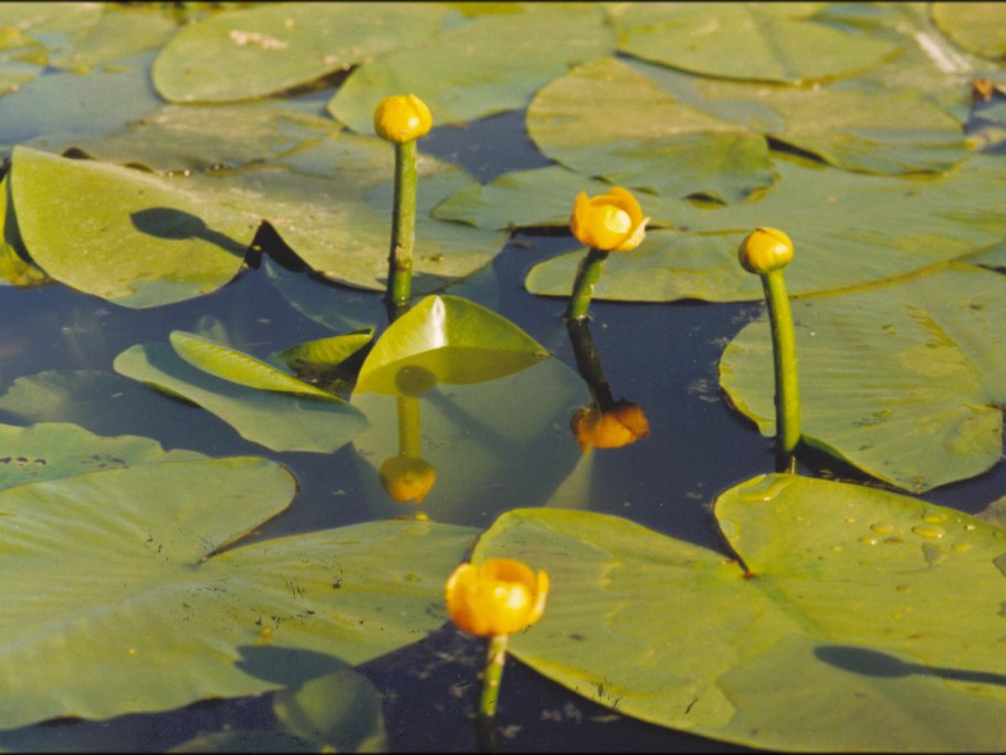Кубышка (Nuphar)