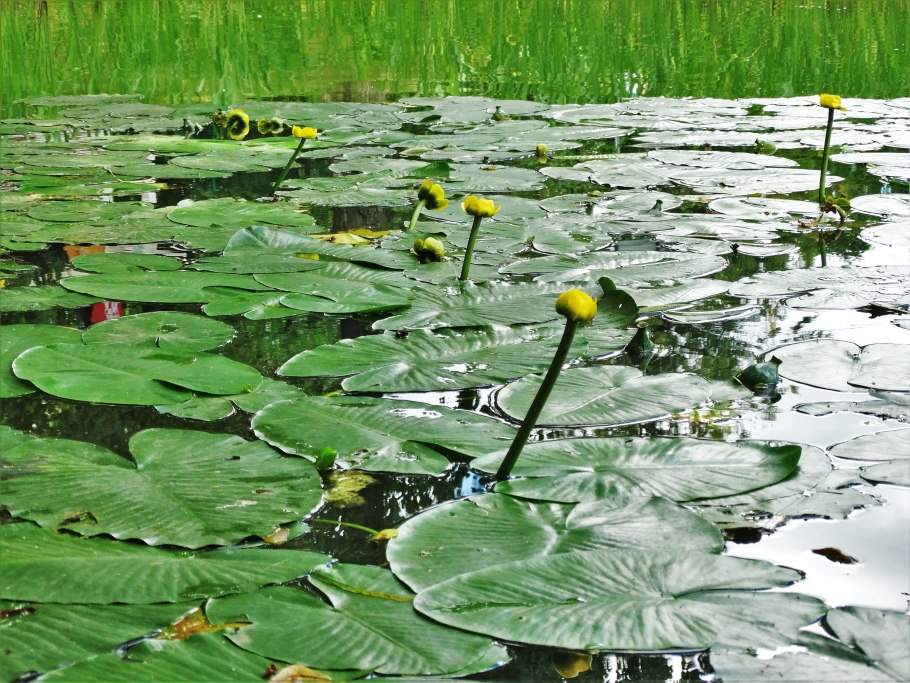 Кувшинка желтая