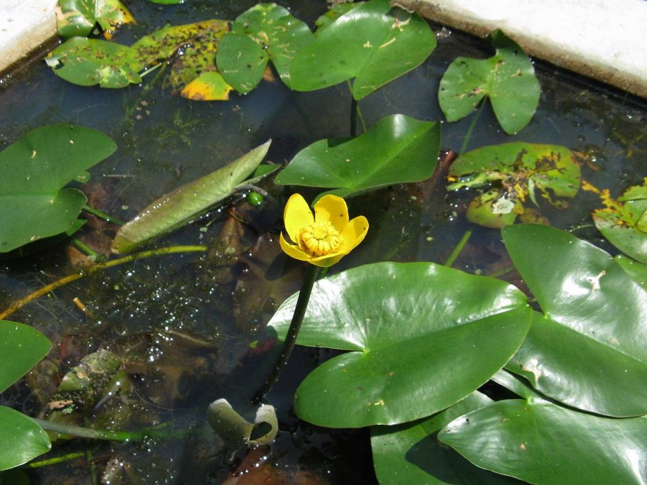 Кубышка японская nuphar japonica