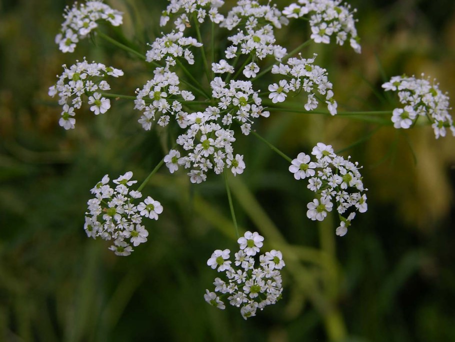 Бедренец камнеломковый — Pimpinella Saxifraga l.