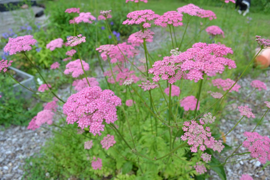 Тысячелистник обыкновенный achillea millefolium