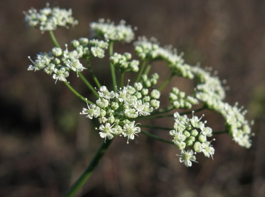 Бедренец анисовый