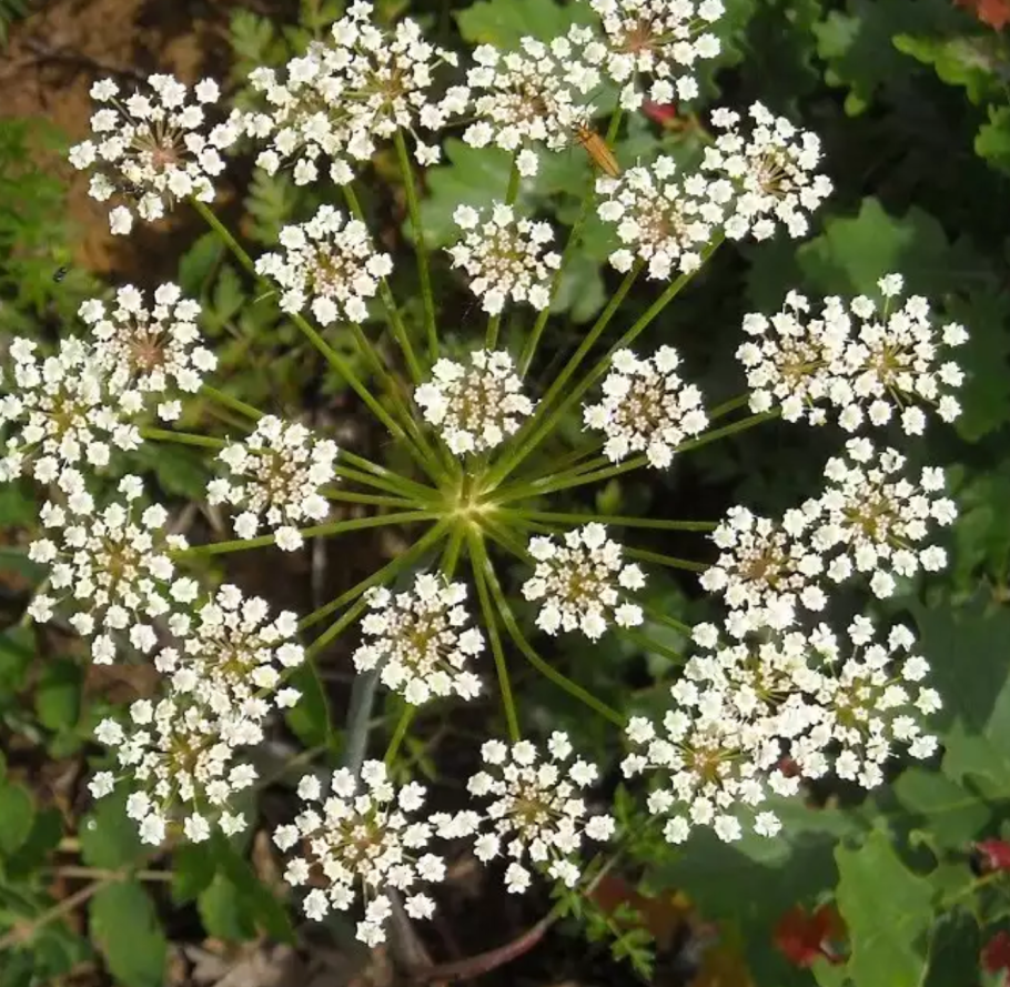 Petroselinum crispum