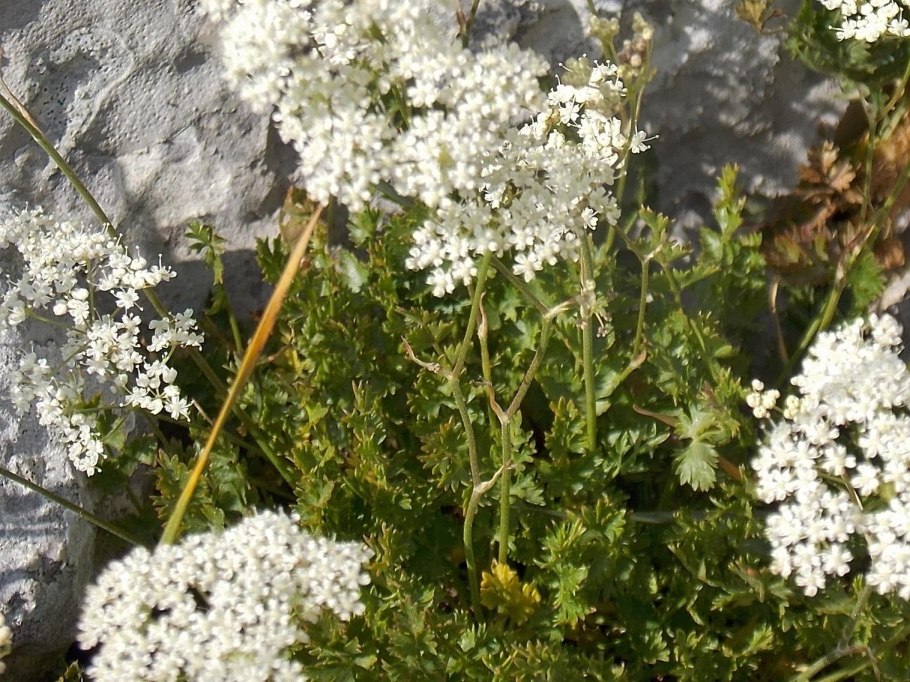 Бедренец-камнеломка (Pimpinella Saxifraga)