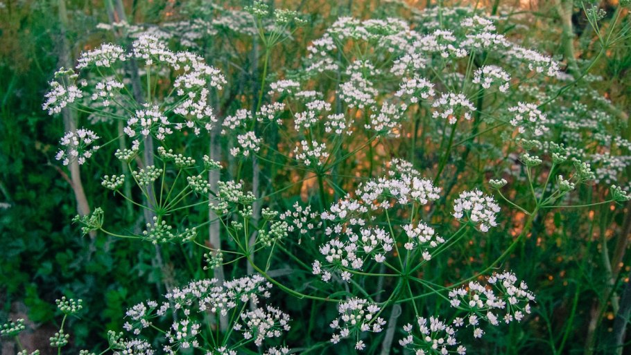 Тмин обыкновенный