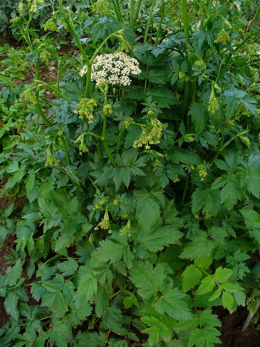 Pimpinella major
