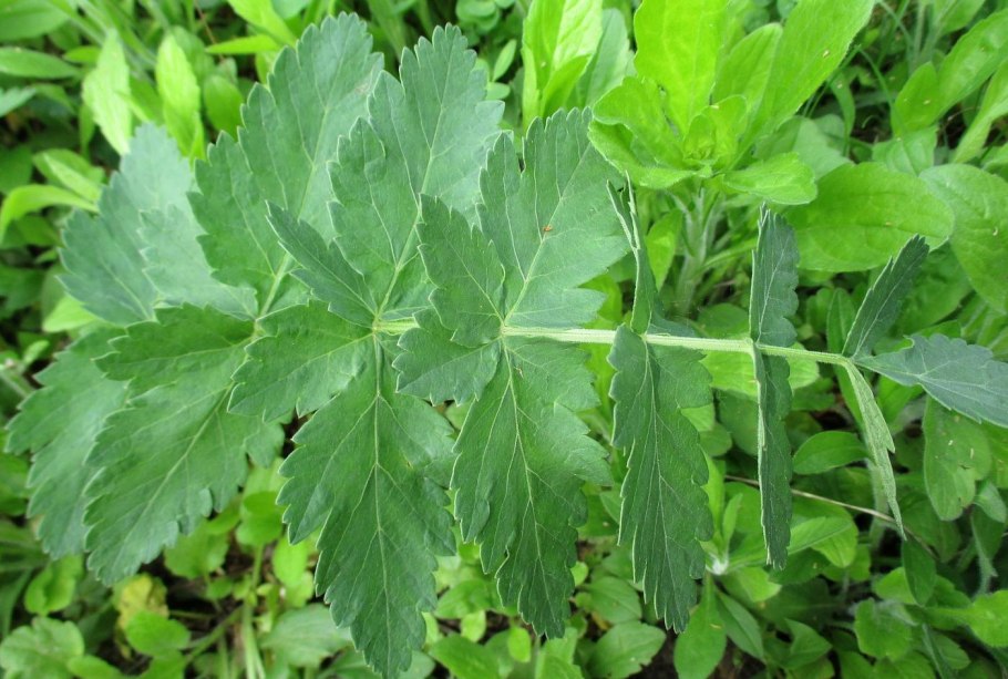 Бутень одуряющий (chaerophyllum temulum l.)