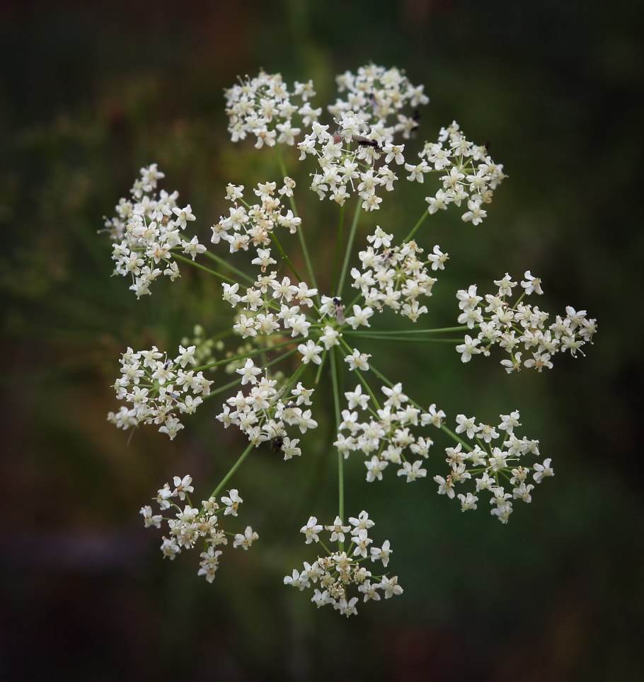 Бедренец камнеломковый — Pimpinella Saxifraga l.