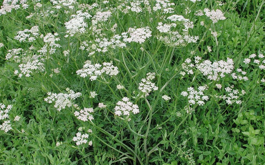 Тмин обыкновенный carum carvi