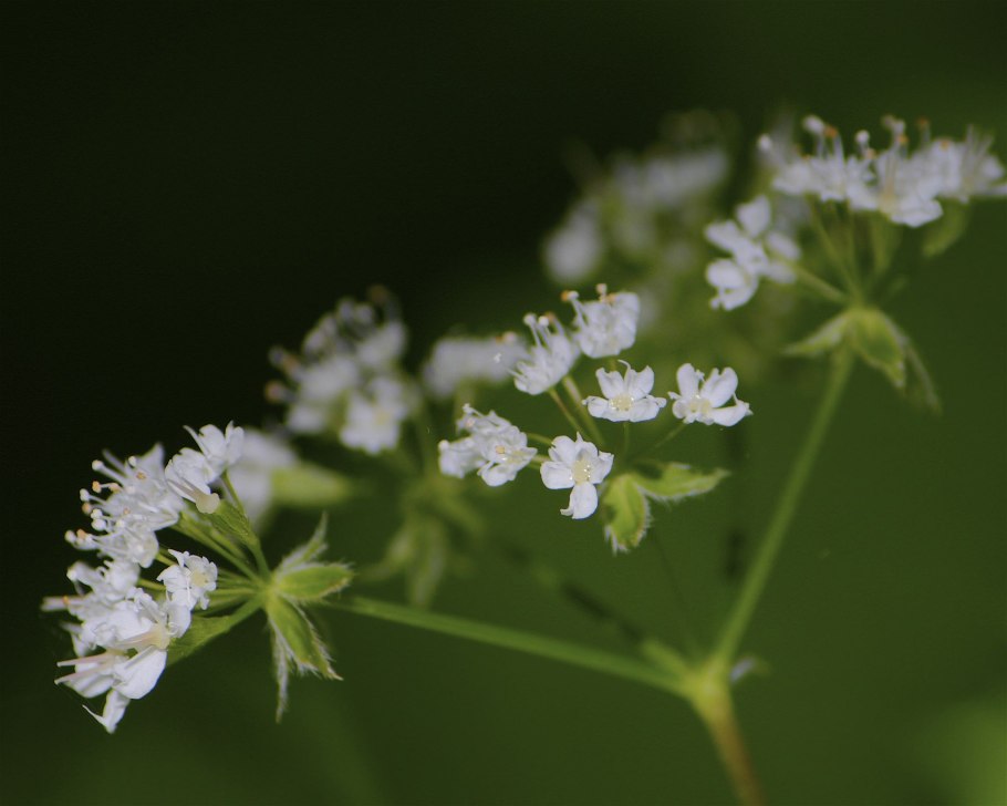 Oenanthe crocata