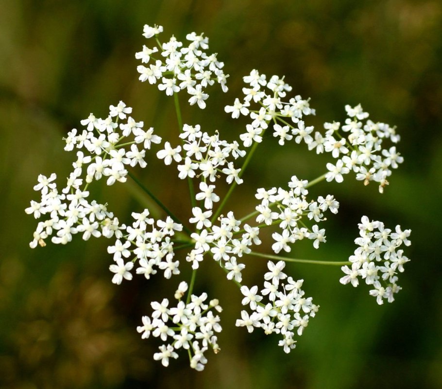 Pimpinella saxifraga