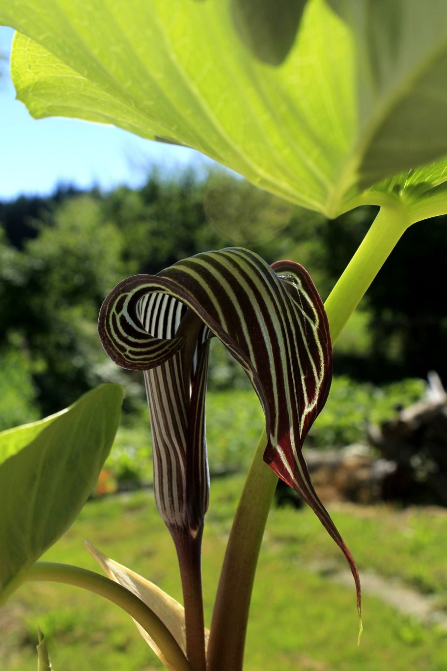 Arisaema heterophyllum