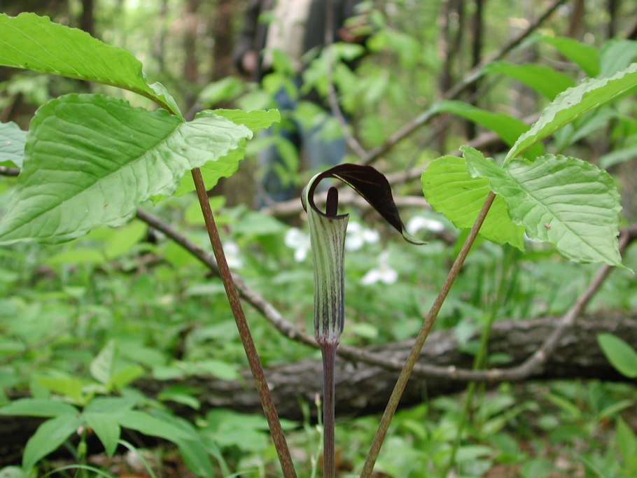 Аризема трехлистная Arisaema triphyllum