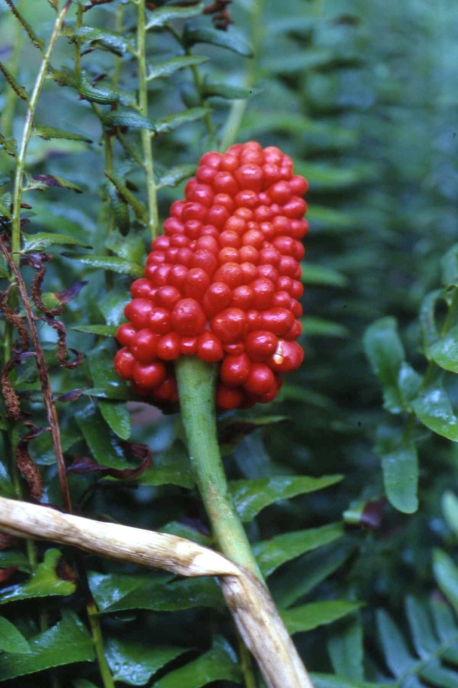 Arisaema flavum