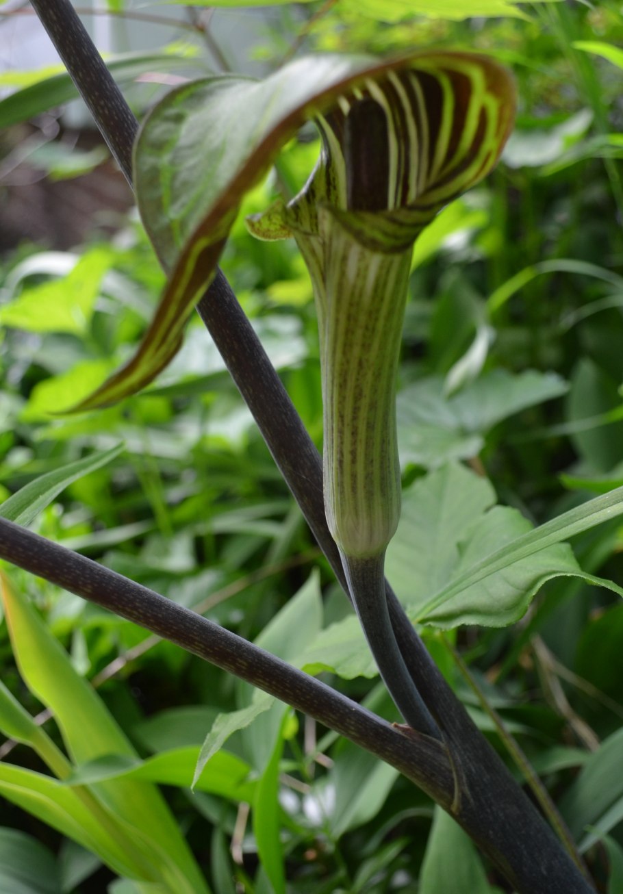 Arisaema japonicum
